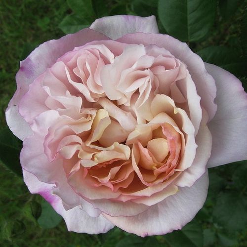 Geel - purper - nostalgische roos
